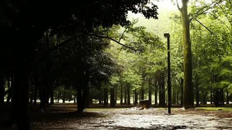 Park with trees on rainy day Video stock 12135104