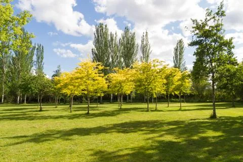 Park with trees in summer Stock Photos