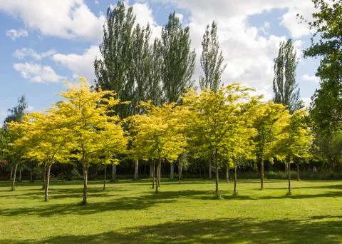Park with trees in summer Stock-Fotos