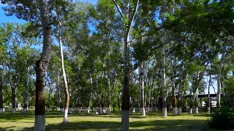 Park trees with white trunks and green grass. Stock Footage 341109091