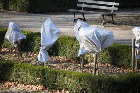 Park trees wrapped in protective cloths Fotos de archivo