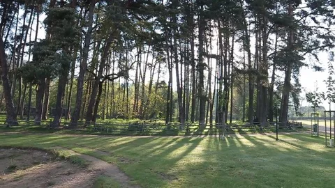 Park with trees.Forest Stock Footage 99834642