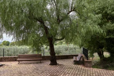 Park with two benches with large willow tree. Lonely, bright, spring day, wow Stock Photos