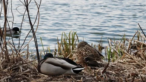 In the park, two ducks are resting by the water. Stock Footage 305701825