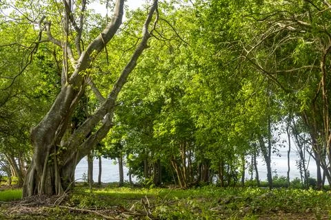 Park with two trees in the foreground and a large tree in the background Stock Photos