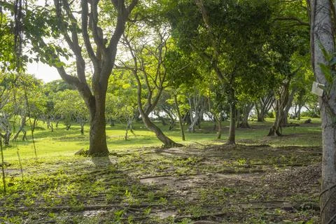 Park with two trees in the foreground and a large tree in the background Stock Photos