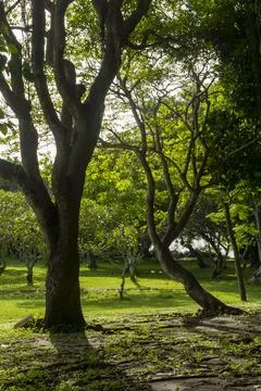 Park with two trees in the foreground and a large tree in the background Stock Photos