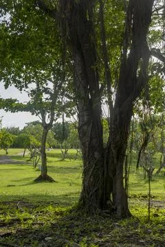 Park with two trees in the foreground and a large tree in the background Stock-Fotos