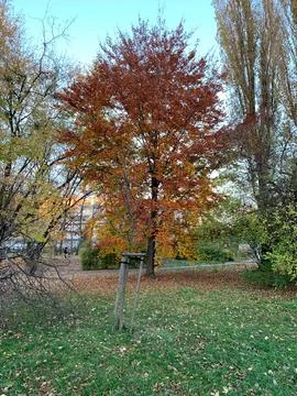 Park with a vibrant-colored tree in the background 스톡 사진