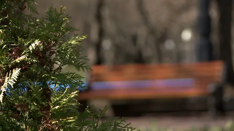 Park. View of bush waving in wind Video stock 50150378