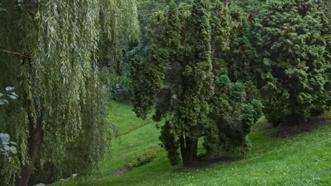 Park view of trees and path Stock Footage 255985401