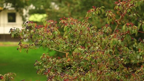 Park view from the window Stock Footage 119870810