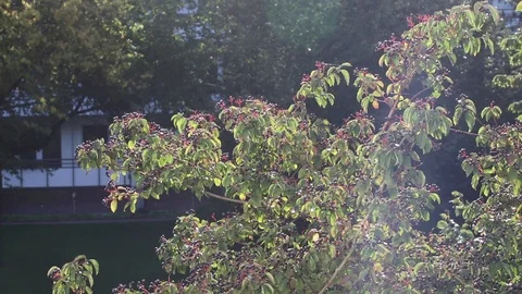 Park view from the window Stock Footage 119870876