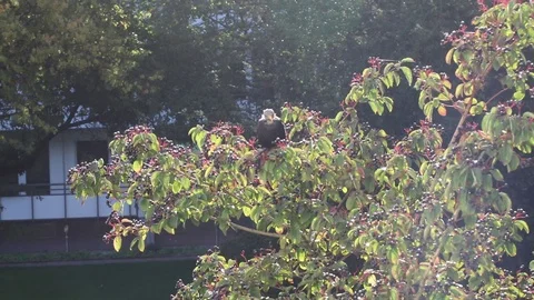 Park view from the window Stock Footage 119870898