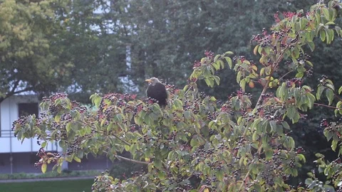 Park view from the window Stock Footage 119870921