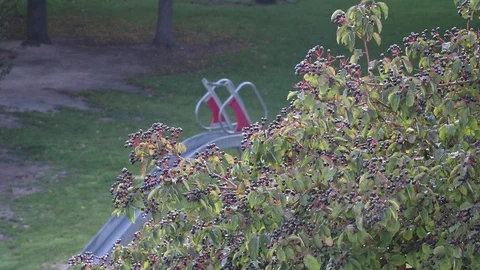 Park view from the window Video stock 119870977