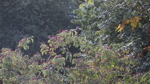 Park view from the window Stock Footage 119870991