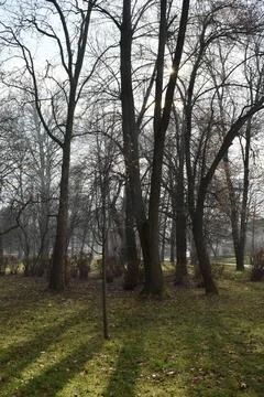 Park Vodice forest 스톡 사진