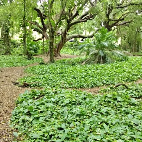 Park walk POV Stock Footage 236259977