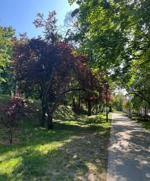 Park Walking Path Through Mixed Trees with Colorful Spring Foliage Stock Photos