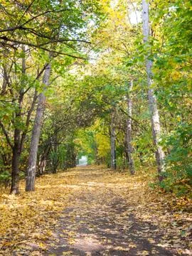 Park way lined by trees Stock-Fotos