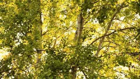Park weeping willow wind leaves Video stock 172061767