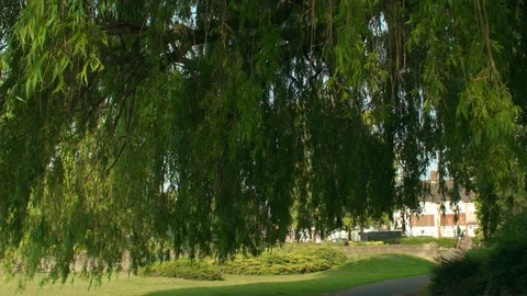 Park Willow Tree Ends Stock Footage 76105257