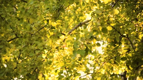 Park Wind weeping willow Video stock 172061747