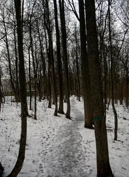 Park in winter on a cloudy day Stock Photos