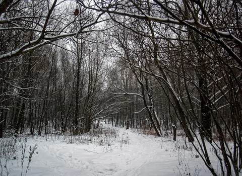 Park in winter on a cloudy day Stock Photos