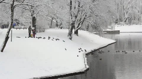 Park in winter with ducks in river snow Stock Footage 16477271