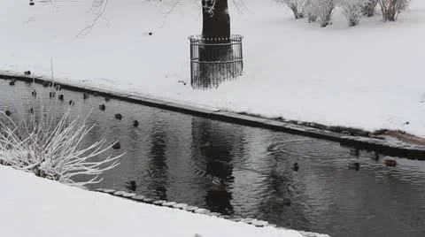 Park in winter with ducks in river snow Stock Footage 16478775
