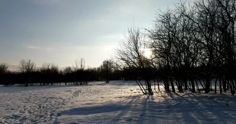 In the Park in the winter garden Stock Footage 71295452