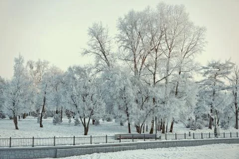 Park in the winter. Stock Photos