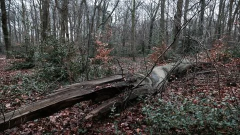 Park in winter. Fotos Stock