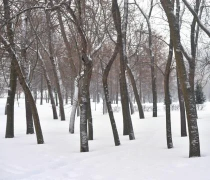 Park at winter. Stock Photos