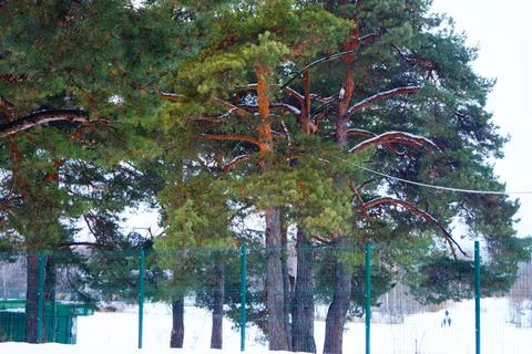 In the park in winter Stock Photos