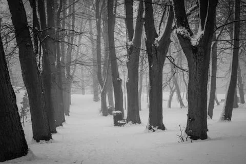 Park in winter time. Path in the snowy park. Trees covered with snow in a cit Stock Photos