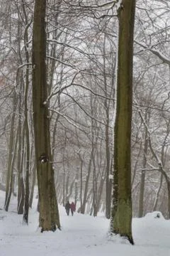 Park in winter time. Path in the snowy park. Trees covered with snow in a cit Stock Photos