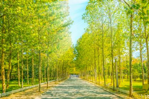 Park woods Stock Photos