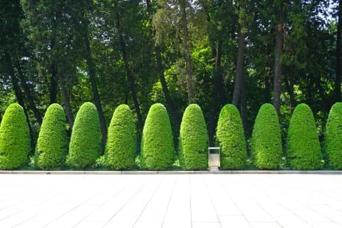 Park woods Foto stock
