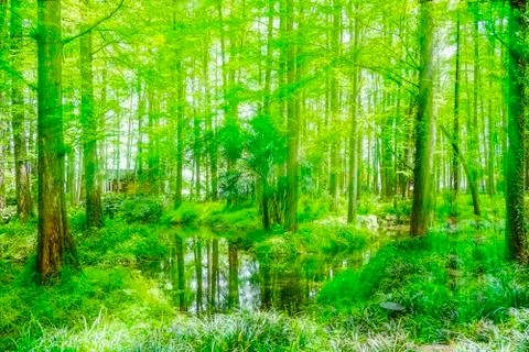 Park woods Stock Photos