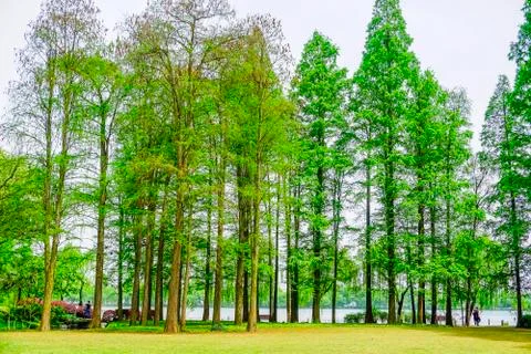 Park woods Stock Photos