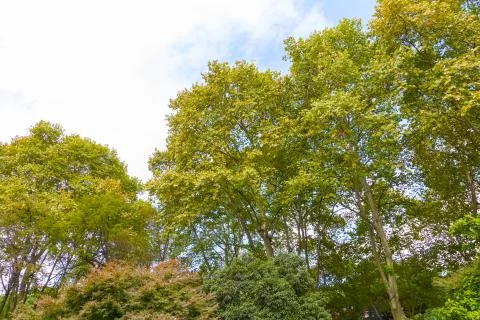 Park woods Stock Photos