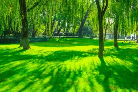 Park woods Stock Photos