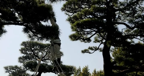Park worker taking care of trees Video stock 120120859