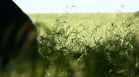 Parked car in field of wheat Stock Footage 11121949