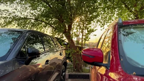 Parked Cars Under Tree During Golden Hour Stock Footage 346780409