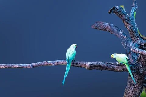 Parkeets are on the tree Fotos Stock