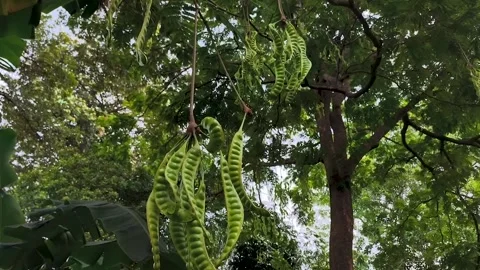 Parkia speciosa 库存影片 329495341